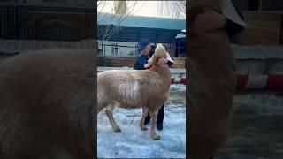 Арашан Посейдон сын Пегаса. Селекция Мухамеда Шарипова.