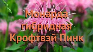 Монарда гибридная Крофтвэй Пинк (kroftvey-pink)  обзор: как сажать, саженцы монарды Крофтвэй Пинк