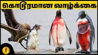 பென்குயின்களின் கொடூரமான வாழ்க்கை | Difficult Lives of Penguins | Animaltube Tamil