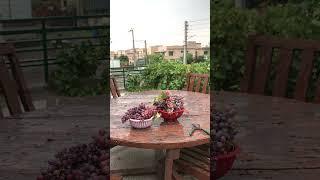 Rainy day in Islamabad ft. Freshly harvested grapes #nature #rainrain #naturelovers #grape