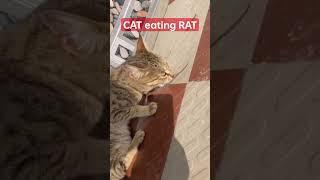 CAT ate RAT #cats #rats #animallover