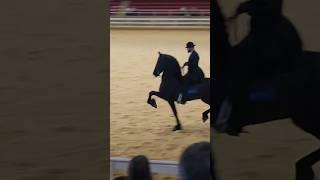 Ivan the park horse! ￼ #stallion #horseshow #saddleseat #suitandtie #horse #friesian #showhorse