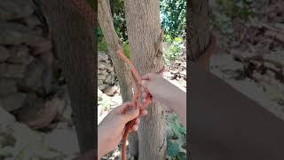 Do you Know This Knot#ropetutorial #ropework #ropeaccess #diyrope