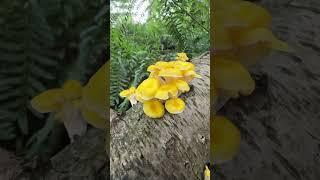 Rare golden oyster mushrooms! Amazing find! #stopmprp #stopeminentdomain #mushroom