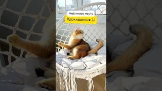 Вот это местечко  #золотаяшиншилла #милыекотята #смешнойкот #кот