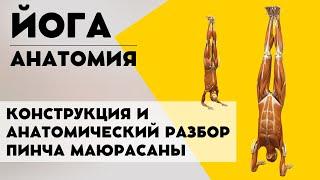 Конструкция и анатомический разбор Пинча Маюрасаны