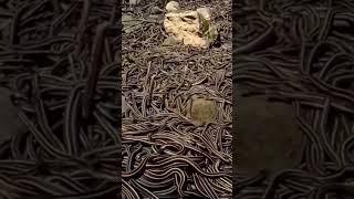 sank land pk vlog 786