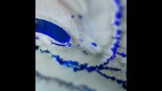 Ink stain macro Zoom