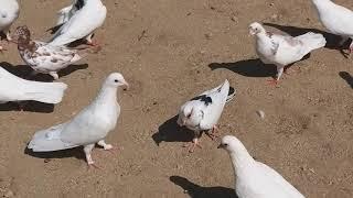 #BAKU #PIGEONS.   Голуби Алиева Октая в Баку!