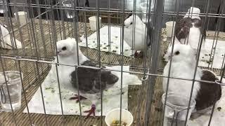 Old German Owls on display at Reading’s Pigeon Association Show