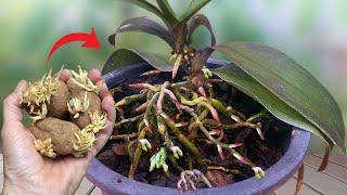 Treasure for orchids! Suddenly the orchid grew 1001 roots and bloomed super flowers