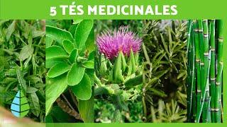 5 TÉS MILAGROSOS que debes INCLUIR en tu DIETA  (Infusiones de Plantas Medicinales)