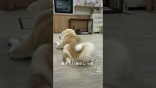 秋田犬のしっぽ #秋田犬 #akita #akitainu #dog #kyoto #cute #dogstail #しっぽ