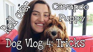 CAVAPOO PUPPY TRAINING | DOG VLOG 4 - ROLL OVER