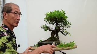 How to care for Ficus Bonsai