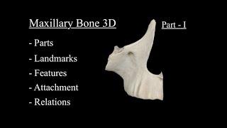 Maxillary Bone 3D Anatomy Part 1, Osteology, Parts, Landmarks & Features | Maxilla Bone Anatomy 3D