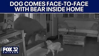 Dog comes face-to-face with bear inside home