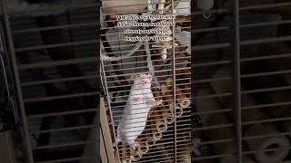 RATS BEGGING FOR DINNER #fancyrats #ratcommunity #pets #petrat