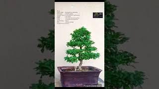 SN-50 #bonsai #pruning #wiring (Carmona Retusa/Fukien Tea/Boxwood) #shorts