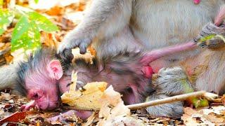 Emila 's newborn video 2024 EP02 - Mother monkey gives birth 2024