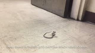 Snake slithers into Daytona Beach News-Journal