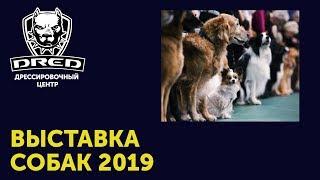 Выставка собак всех пород 2019 в Киеве