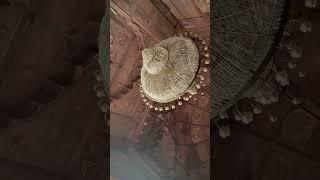 Jama Masjid  #afzal_vlogs #explore #viral #trending