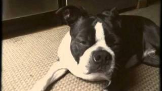 Rupert The Boston Terrier at 3 Years Old