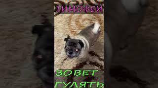 wot ТИМОФЕЙ ЗОВЕТ ГУЛЯТЬ !!! ● wot KOMANDIR TANKA  И МОПС●