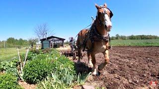 Amish Farm Equipment Sharing // Disking the Garden with a Single Belgian Horse