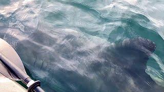 REAL LIFE JAWS UNDER MY KAYAK (GREAT WHITE SHARK)