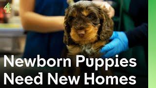 Tiny Newborn Puppies Born in Rescue Shelter Start Their Journey to Adoption | The Dog House 