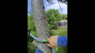 TREE TOP #canopy #remove #best #part #ten #trend #king #thrill #scary #saw #hand #craft #art #sound