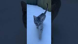 Our cats love playing with my kids in all weather. ️ ️ #bismillah #snow #2025 #midsouth #january