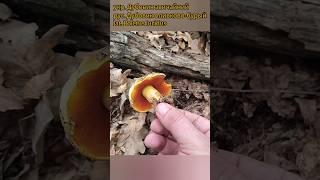 Дубовик звичайний (Boletus luridus)#2 #грибалка #mushroom #грибочки #грибоманія #ліс #природа