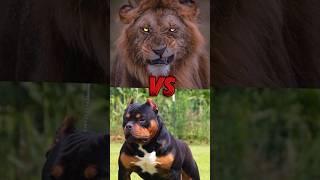 ️ Pitbull dog  Vs Killer Lion || Animal Fight Part 9