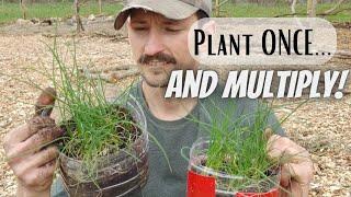 Grow Chives From Seed the EASY Way | Dividing For Endless New Plants!