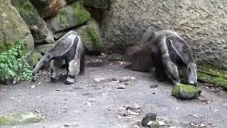 The amazing abilities of a giant anteater #animals #birds #tigerbear #shark #bear #tiger #horse