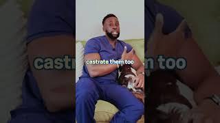 Castration Timing for Big Dogs: What You Need to Know