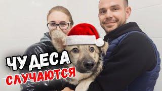 Собака - мученица из Дагестана, нашла своё счастье в столице | Никуся