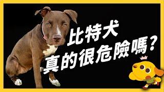 Is Pit Bull dangerous?