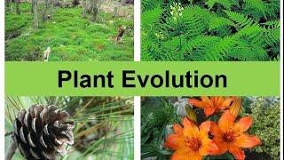 Plant Evolution (updated)