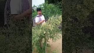 शांती ओर पाद #shanti or paad #Fateh singh ki comedy #rajasthani comedy #marwadi comedy 
