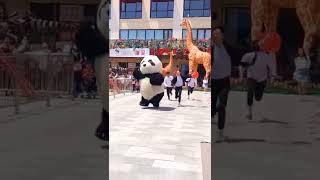 cute panda funny video status  #shorts #panda #cute #funny #video #tiktok #TikTokChina