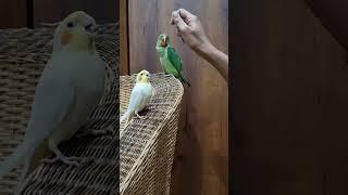 #tuktuki #tuktuk #cute #birds #baby ##funny