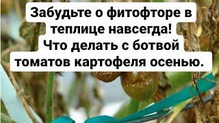 Ботва картофеля томатов осенью Защита растений от болезней Фитофтороз на томатах что делать.