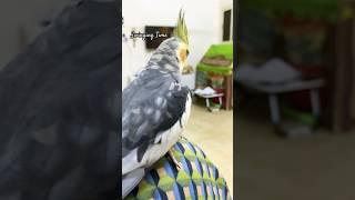 Cockatiel Curious Crest #birds #cockatiel #bird #cockatiels #parrot #viralshorts #cutebirds #pets