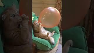 Hahahha Cat And Bellon #cat #bellon