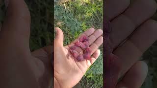 Madras ThornPlant Fruit .#fruit #shortvideo #shorts #short #nature #garden #gardening #agriculture