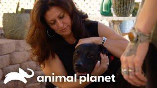 Jackson the Pit Bull Is Absolutely Spoiled  | Pit Bulls and Parolees | Animal Planet